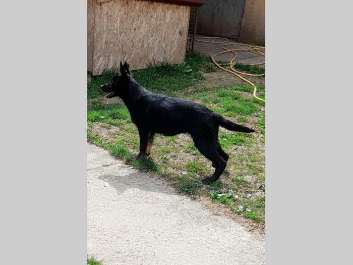 nemački ovčar štenci besplatni mali oglasi