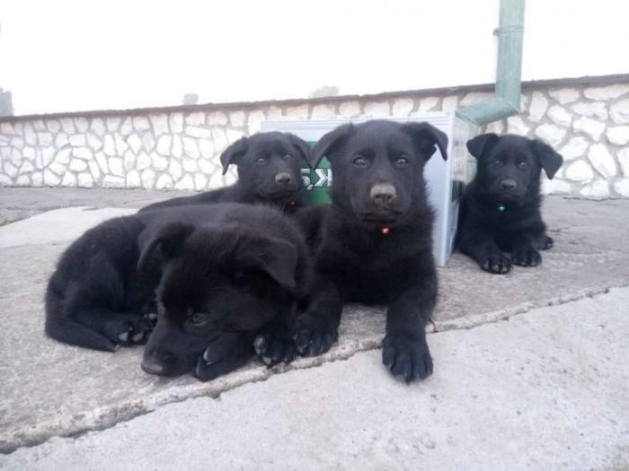 crni nemački ovčar štenci besplatni mali oglasi