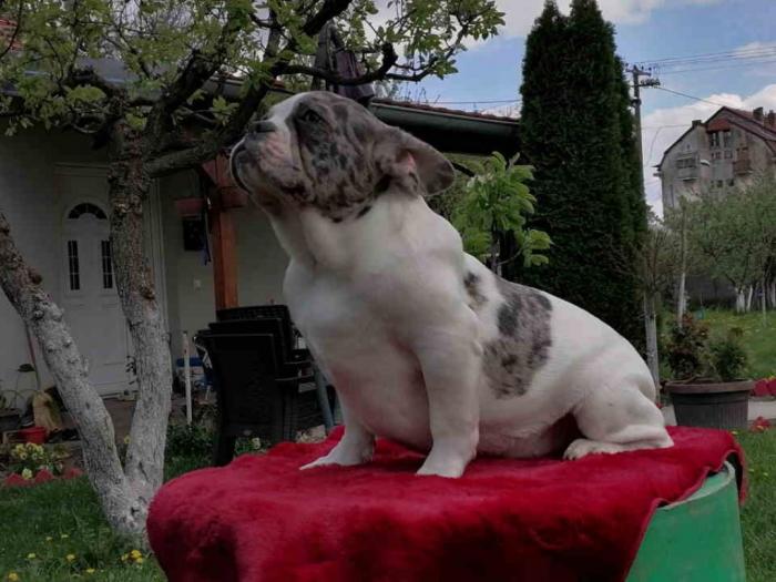 francuski buldog štenci besplatni mali oglasi