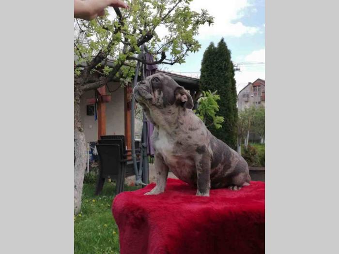 francuski buldog štenci besplatni mali oglasi