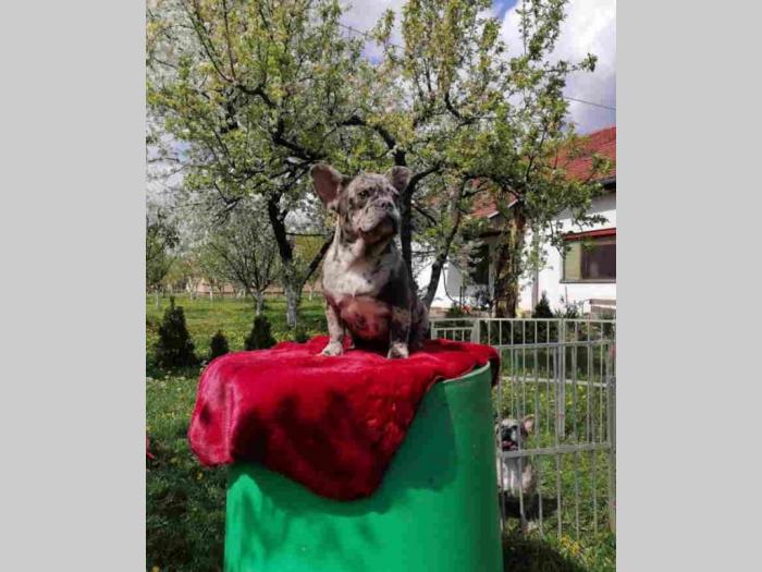 francuski buldog štenci besplatni mali oglasi