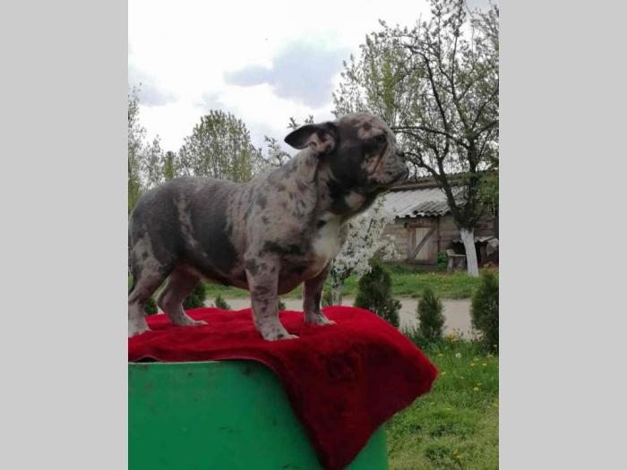francuski buldog štenci besplatni mali oglasi