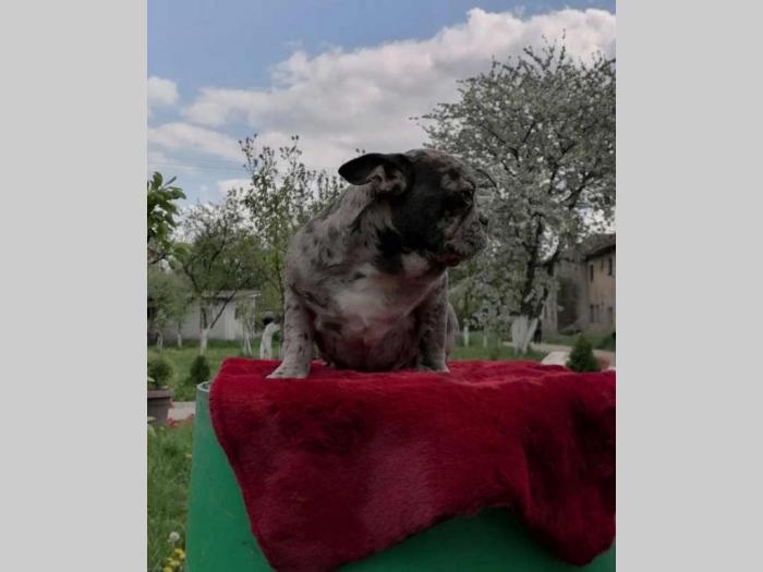 francuski buldog štenci besplatni mali oglasi