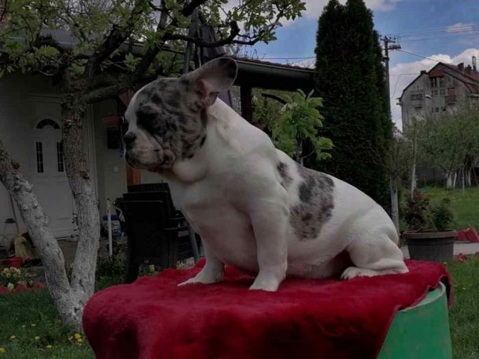 francuski buldog štenci besplatni mali oglasi