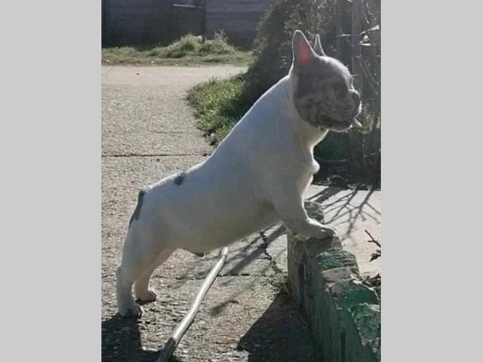 francuski buldog štenci besplatni mali oglasi