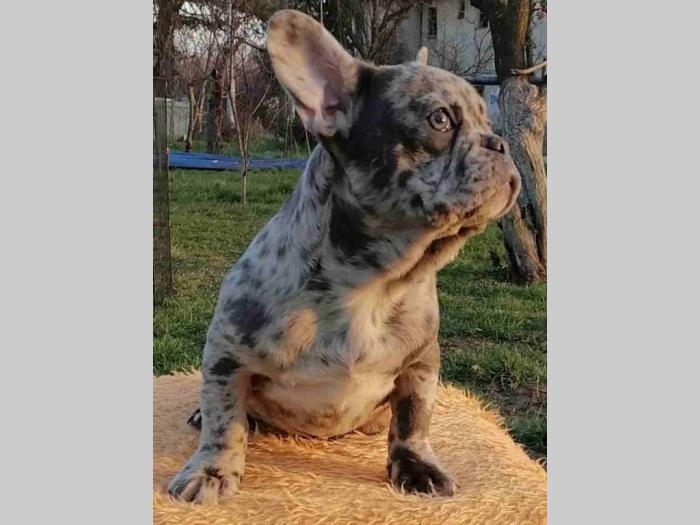 francuski buldog štenci besplatni mali oglasi