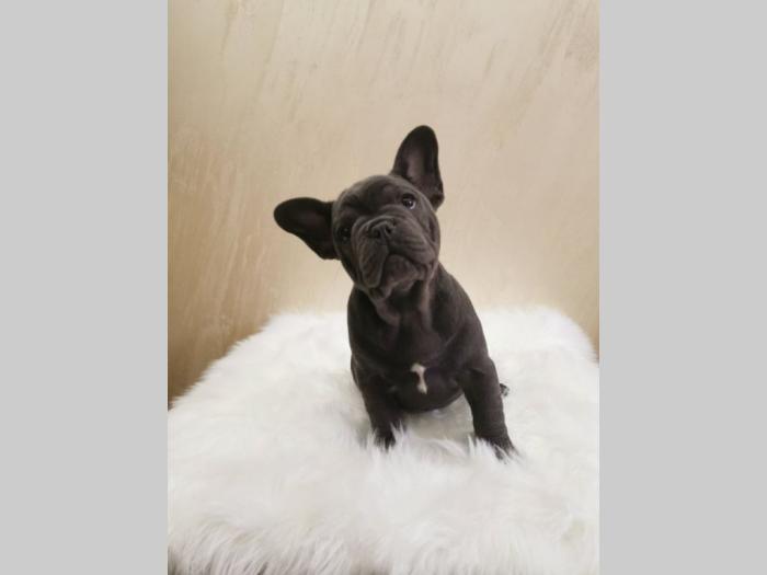 francuski buldog štenci plave boje besplatni mali oglasi