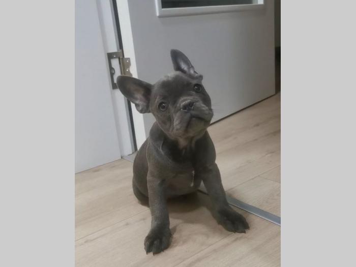 francuski buldog štenci plave boje besplatni mali oglasi