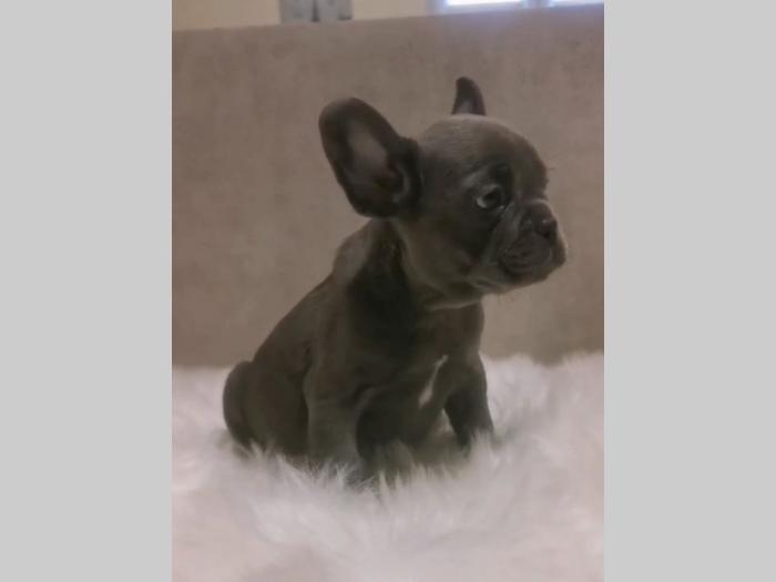 francuski buldog štenci plave boje besplatni mali oglasi