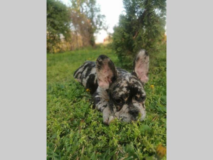 francuski buldog štenci plave boje besplatni mali oglasi