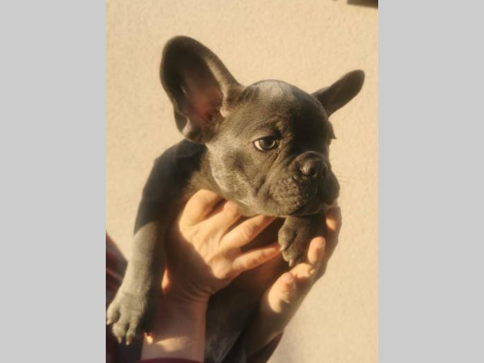 francuski buldog štenci plave boje besplatni mali oglasi