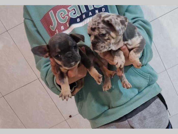 fnacuski buldog štenci besplatni mali oglasi