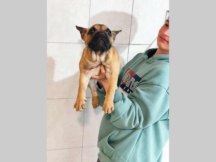 fnacuski buldog štenci besplatni mali oglasi