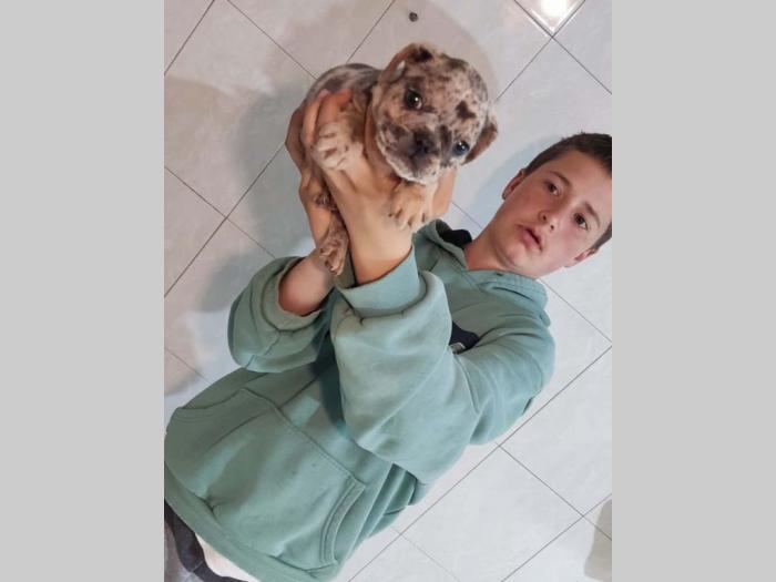 fnacuski buldog štenci besplatni mali oglasi