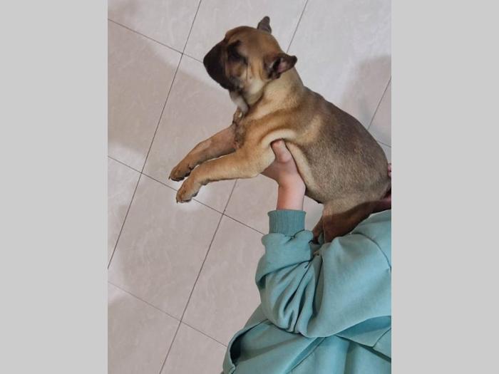 fnacuski buldog štenci besplatni mali oglasi