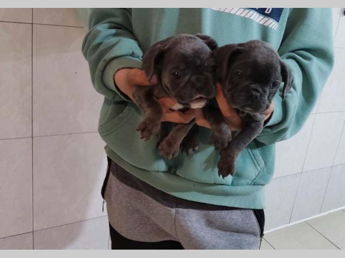 fnacuski buldog štenci besplatni mali oglasi