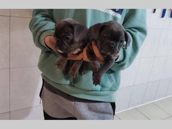 fnacuski buldog štenci besplatni mali oglasi