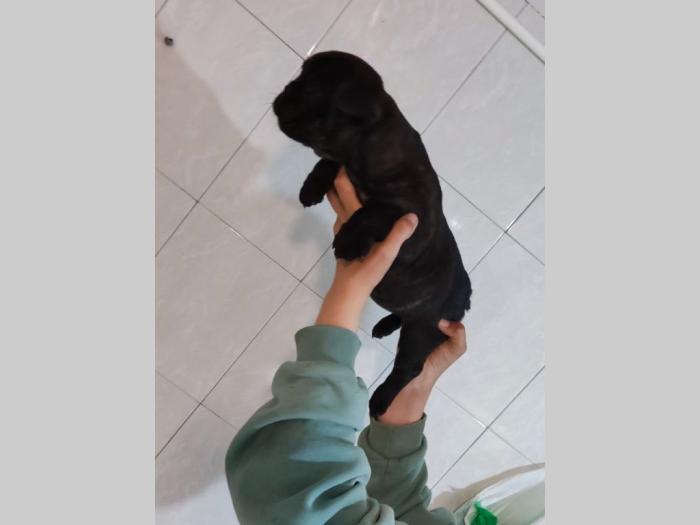 fnacuski buldog štenci besplatni mali oglasi