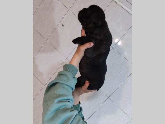 fnacuski buldog štenci besplatni mali oglasi