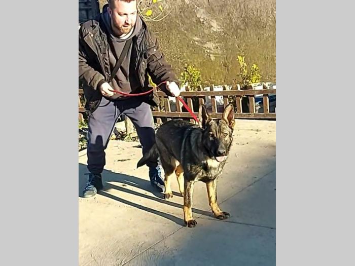 nemački ovčar besplatni mali oglasi