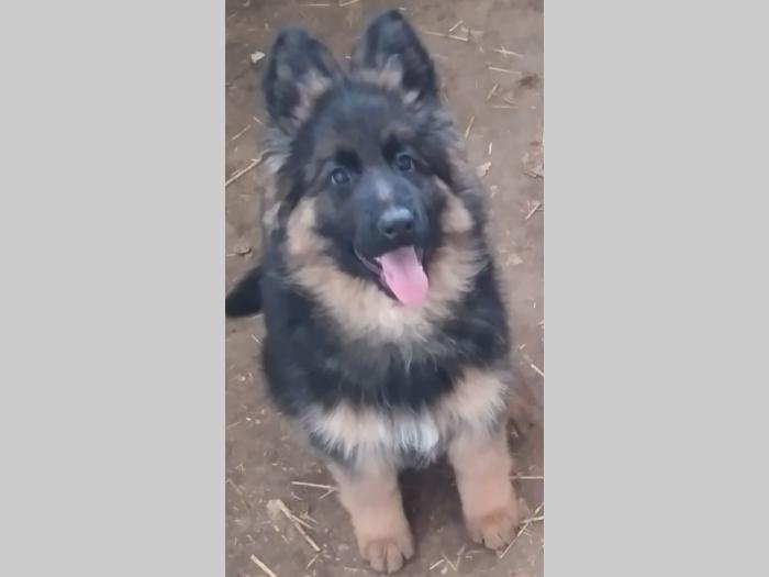nemački ovčar besplatni mali oglasi