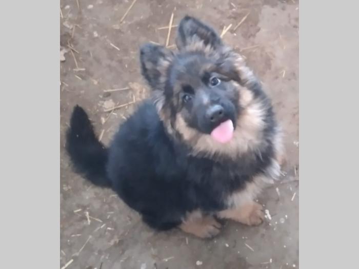 nemački ovčar besplatni mali oglasi