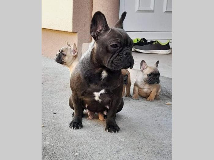 francuski buldog besplatni mali oglasi