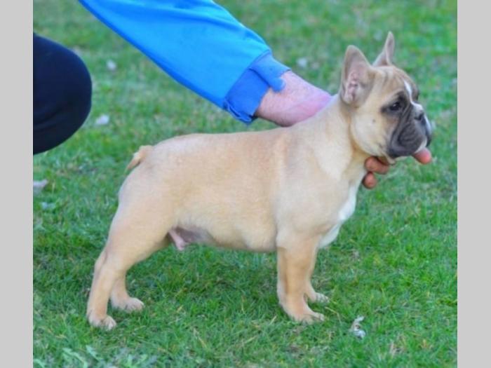 francuski buldog besplatni mali oglasi