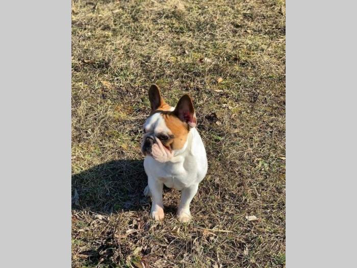 francuski buldog besplatni mali oglasi