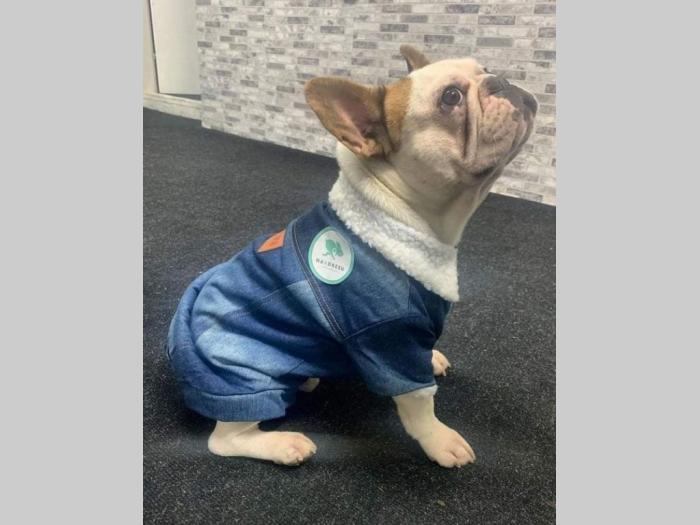 francuski buldog besplatni mali oglasi