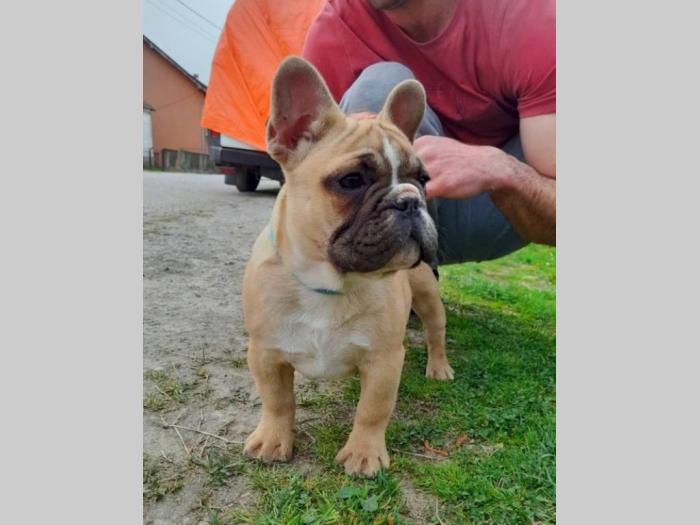 francuski buldog besplatni mali oglasi