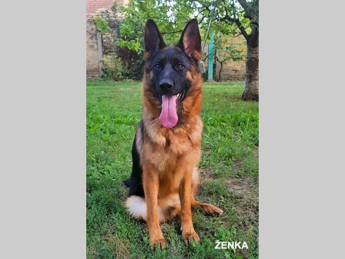 nemački ovčari besplatni mali oglasi