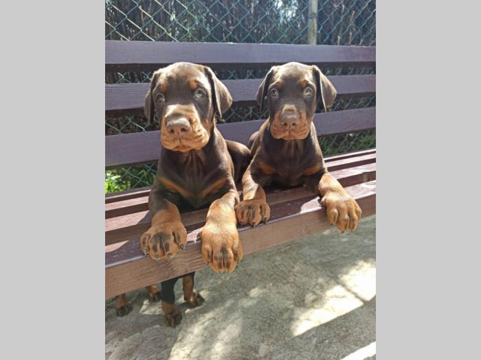 doberman štenci besplatni mali oglasi
