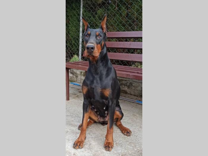 doberman štenci besplatni mali oglasi