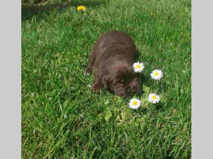 labradori dostupni za rezervaciju besplatni mali oglasi