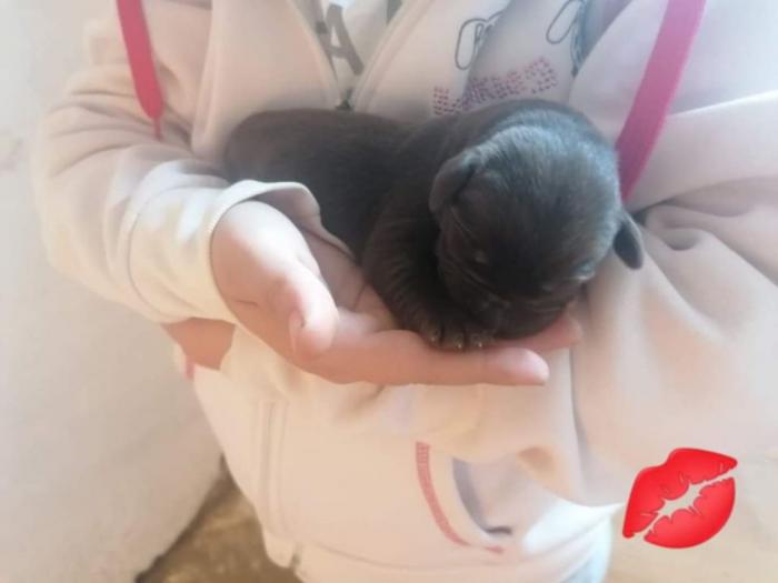 labradori dostupni za rezervaciju besplatni mali oglasi