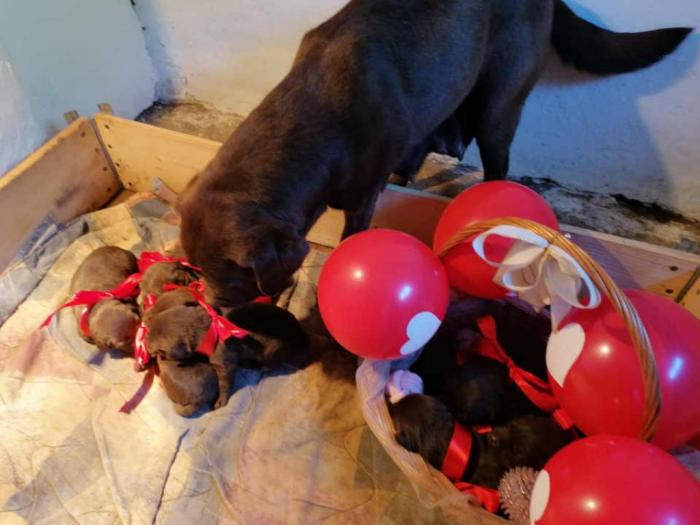 labradori dostupni za rezervaciju besplatni mali oglasi