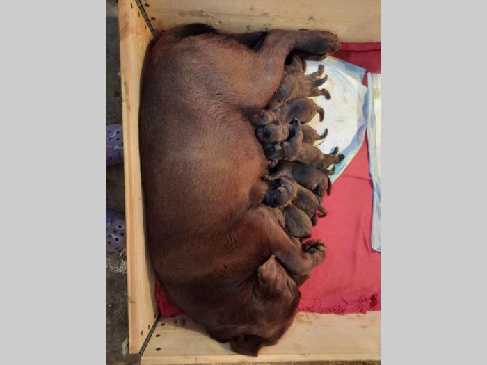 labradori dostupni za rezervaciju besplatni mali oglasi