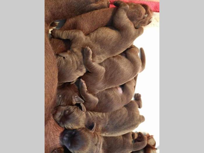 labradori dostupni za rezervaciju besplatni mali oglasi
