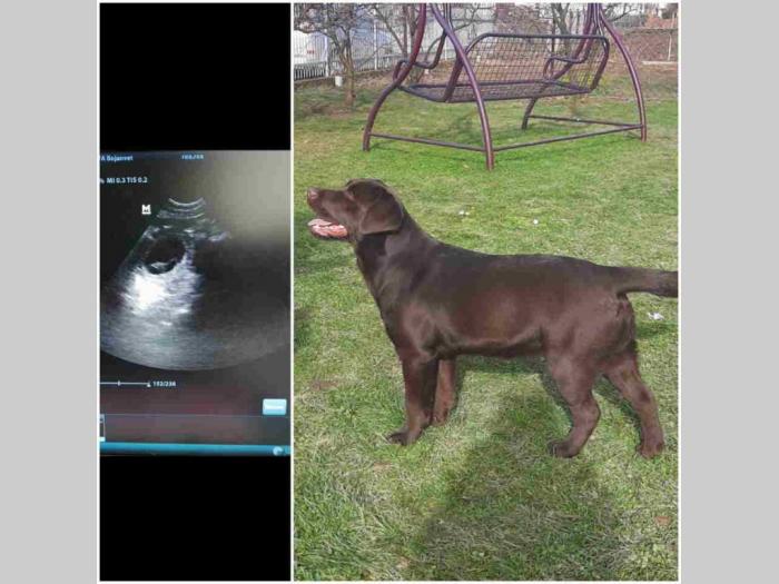 labradori dostupni za rezervaciju besplatni mali oglasi