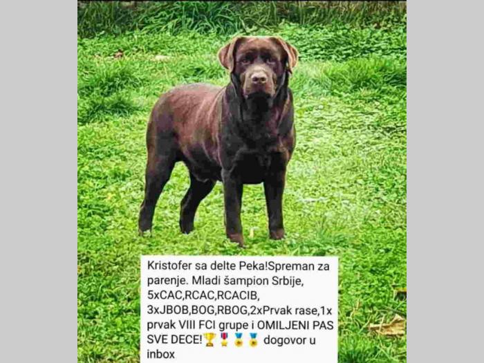 labradori dostupni za rezervaciju besplatni mali oglasi