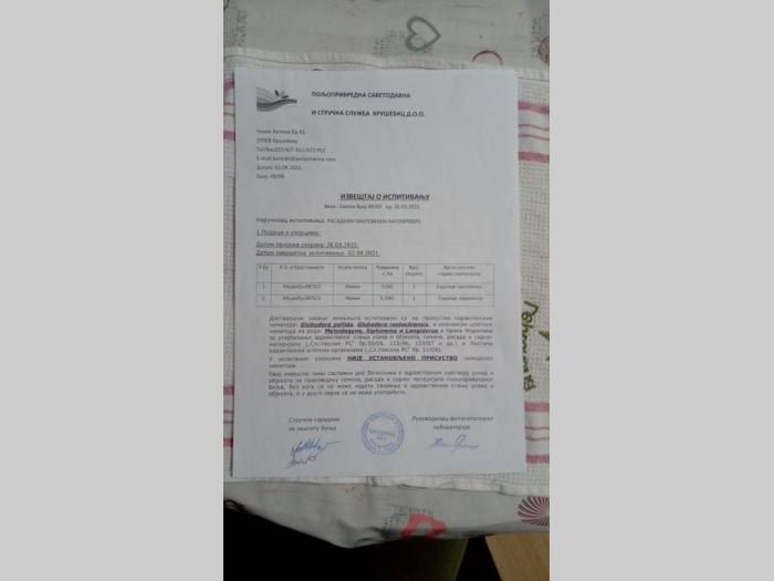 sadnice paulovnije shan tong besplatni mali oglasi