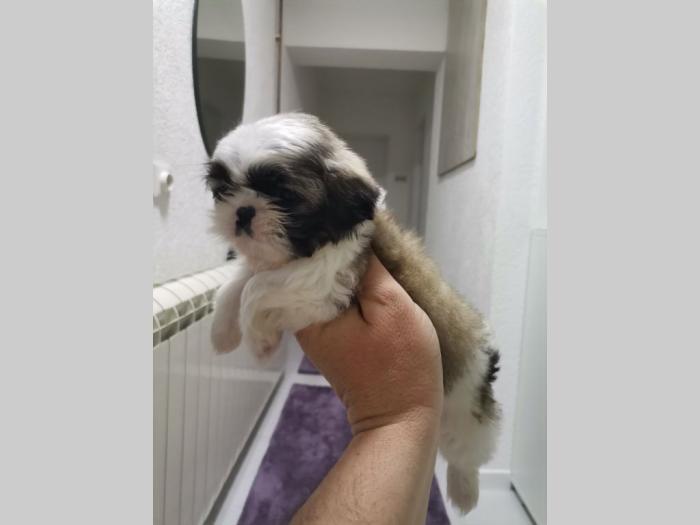 ši cu štenci besplatni mali oglasi