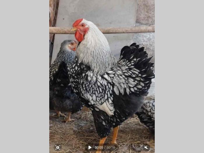pilići rasne živine besplatni mali oglasi