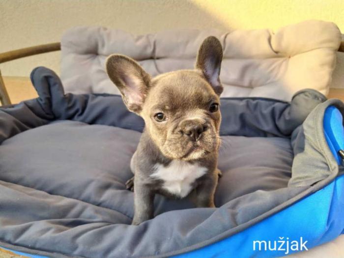 francuski buldog štenci besplatni mali oglasi