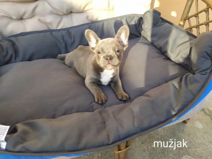 francuski buldog štenci besplatni mali oglasi
