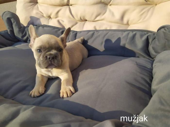 francuski buldog štenci besplatni mali oglasi
