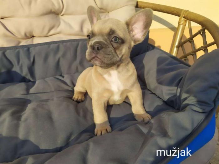 francuski buldog štenci besplatni mali oglasi