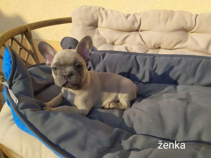 francuski buldog štenci besplatni mali oglasi