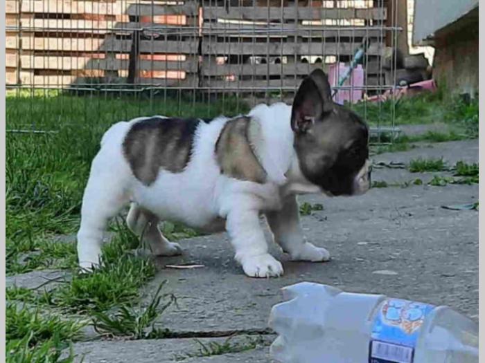 francuski buldog štenci besplatni mali oglasi